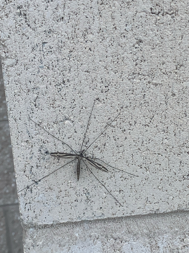 Unknown species found near Perth Ln, Winter Park, FL, US