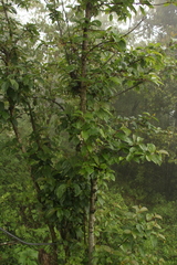 Viburnum erubescens