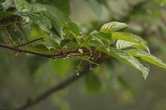 Viburnum erubescens