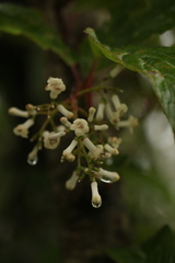 Viburnum erubescens