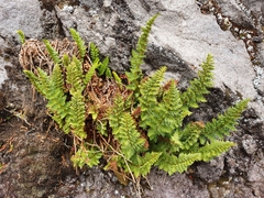 Polystichum cystostegium