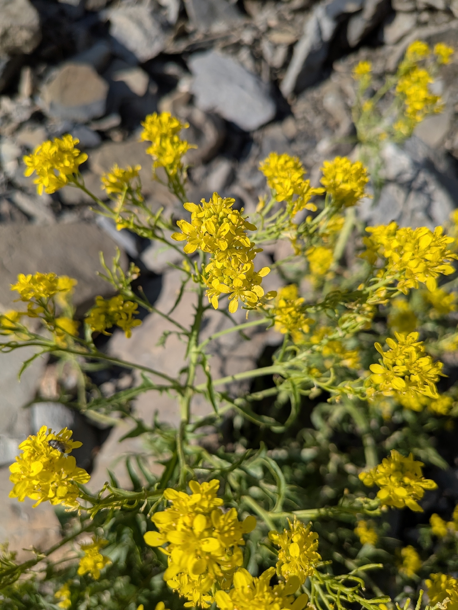 Austrian Rocket (Sisymbrium austriacum)