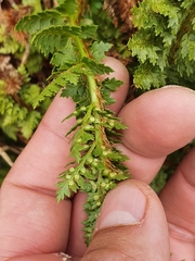 Polystichum cystostegium
