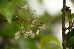 Viburnum erubescens