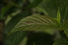 Viburnum erubescens