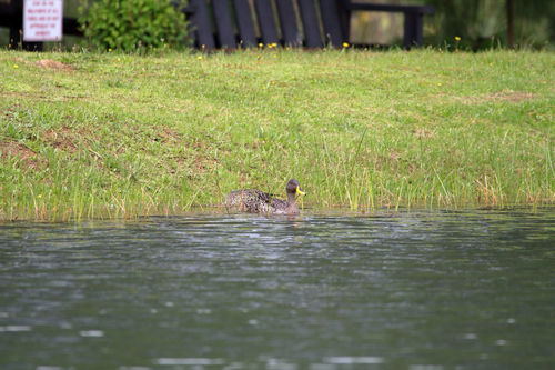 iNaturalist: (c) Millets Wildside, some rights reserved (CC BY-NC), uploaded by Millets Wildside iNaturalist image