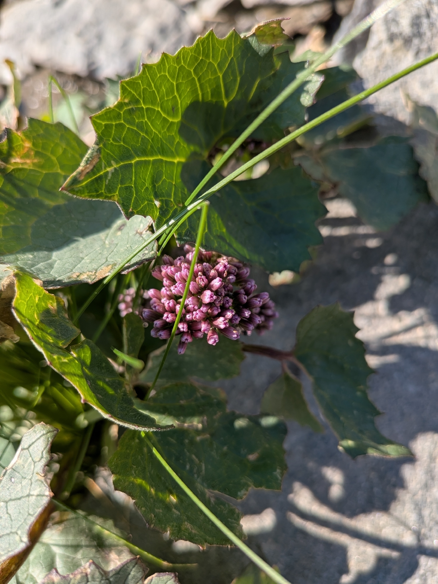 Hedge-Leaved Adenostyle (Adenostyles alliariae)
