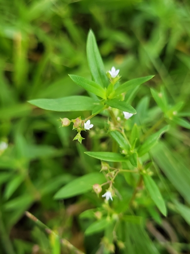 Oldenlandia corymbosa