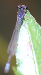 Pseudagrion hamoni