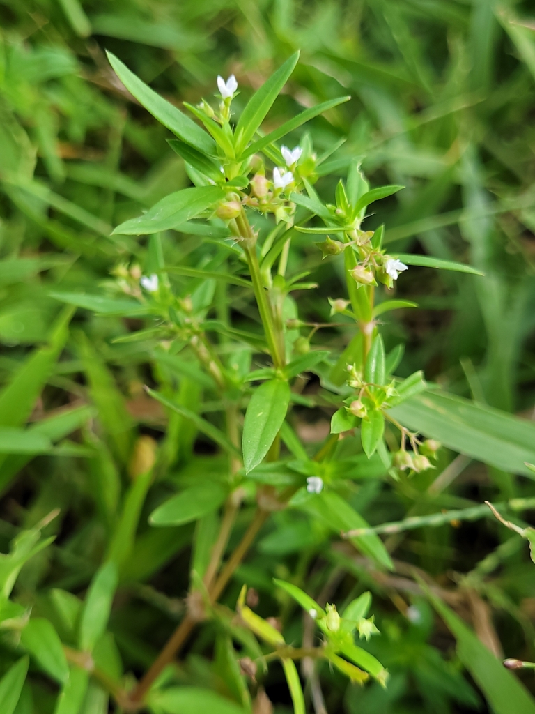 Flat-Top Mille Graines (Oldenlandia corymbosa)