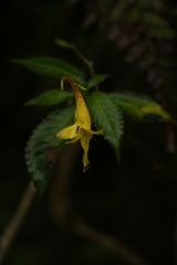 Impatiens stenantha