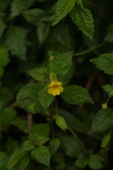 Erythranthe nepalensis