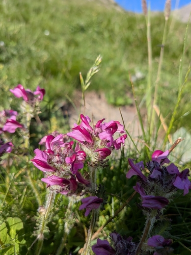 Mount Cenis Lousewort (Pedicularis cenisia)