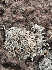 Stereocaulon colensoi