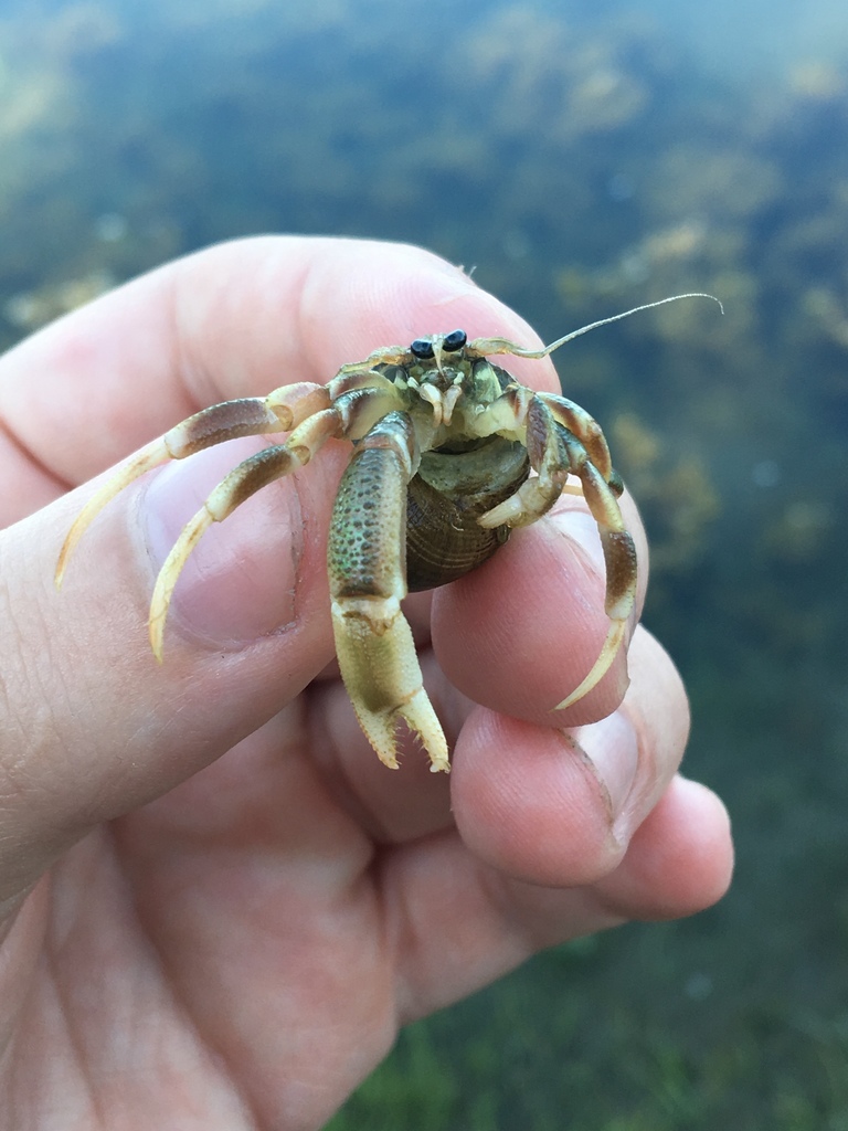 Long-claw Hermit Crab