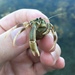 Long-claw Hermit Crab - Photo (c) dylancreatures, some rights reserved (CC BY-NC)