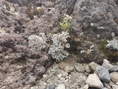 Stereocaulon colensoi