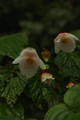 Begonia picta