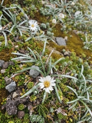 Celmisia major brevis