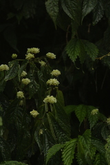 Elatostema