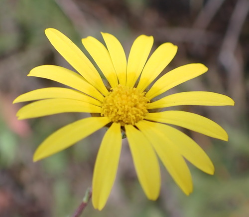 Fire Paraseed (Ursinia paleacea)