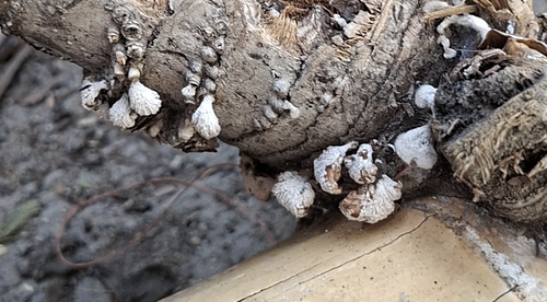 Schizophyllum commune