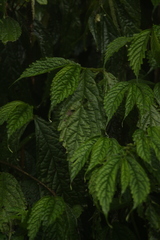 Elatostema