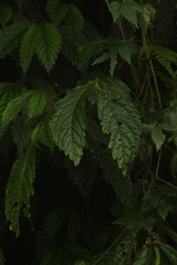 Elatostema