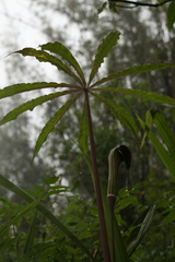 Arisaema erubescens