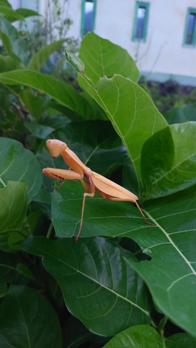 Hierodula major