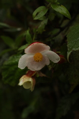 Begonia picta
