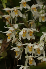 Coelogyne nitida