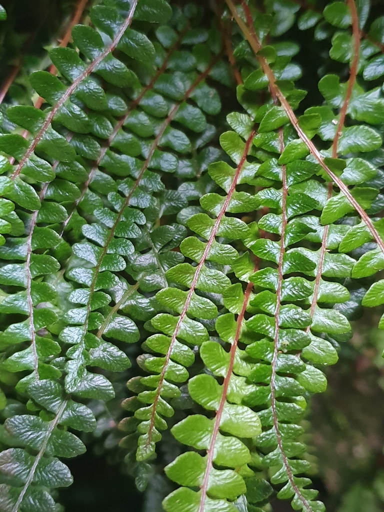 Helecho pluma de mar
