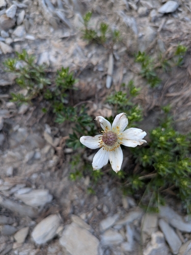 Anemone baldensis, photograph 3