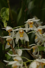 Coelogyne nitida