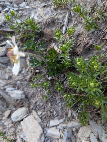 Anemone baldensis, photograph 4