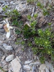 Anemone baldensis, photograph Sylvain Gérard, CC BY, iNaturalist via GBIF