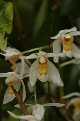 Coelogyne nitida