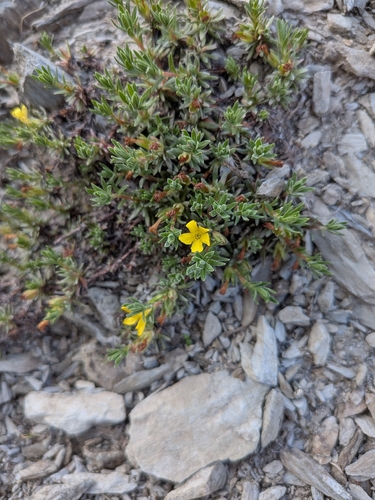 Vitaliana (Androsace vitaliana)