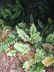 Cystopteris tasmanica