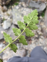 Cystopteris tasmanica
