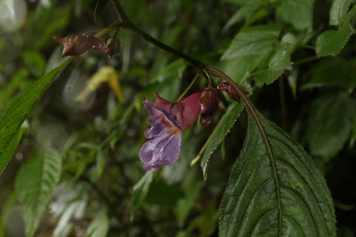 Impatiens arguta, photograph 4