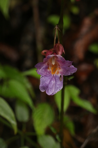 Impatiens arguta, photograph 5