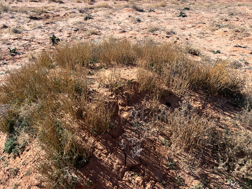 Cutler's Jointfir (Ephedra cutleri)