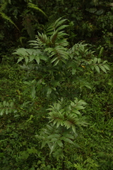 Zanthoxylum armatum
