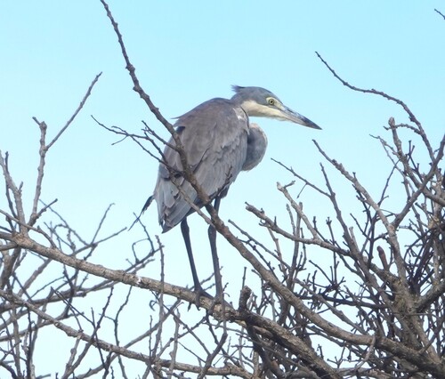 iNaturalist: (c) GLENN STOCKIL, some rights reserved (CC BY-NC), uploaded by GLENN STOCKIL iNaturalist image