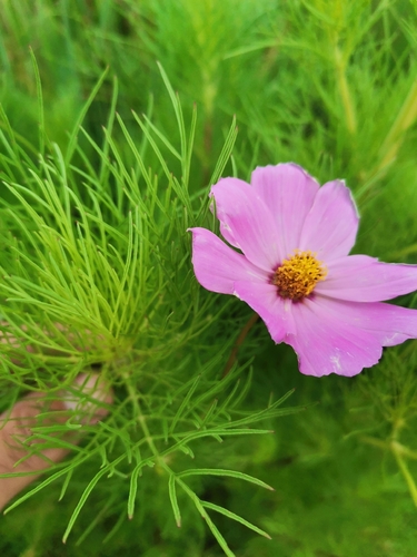 garden cosmos