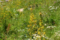 Verbascum pyramidatum