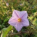 Wild Eggplant - Photo (c) Aravinth, some rights reserved (CC BY), uploaded by Aravinth