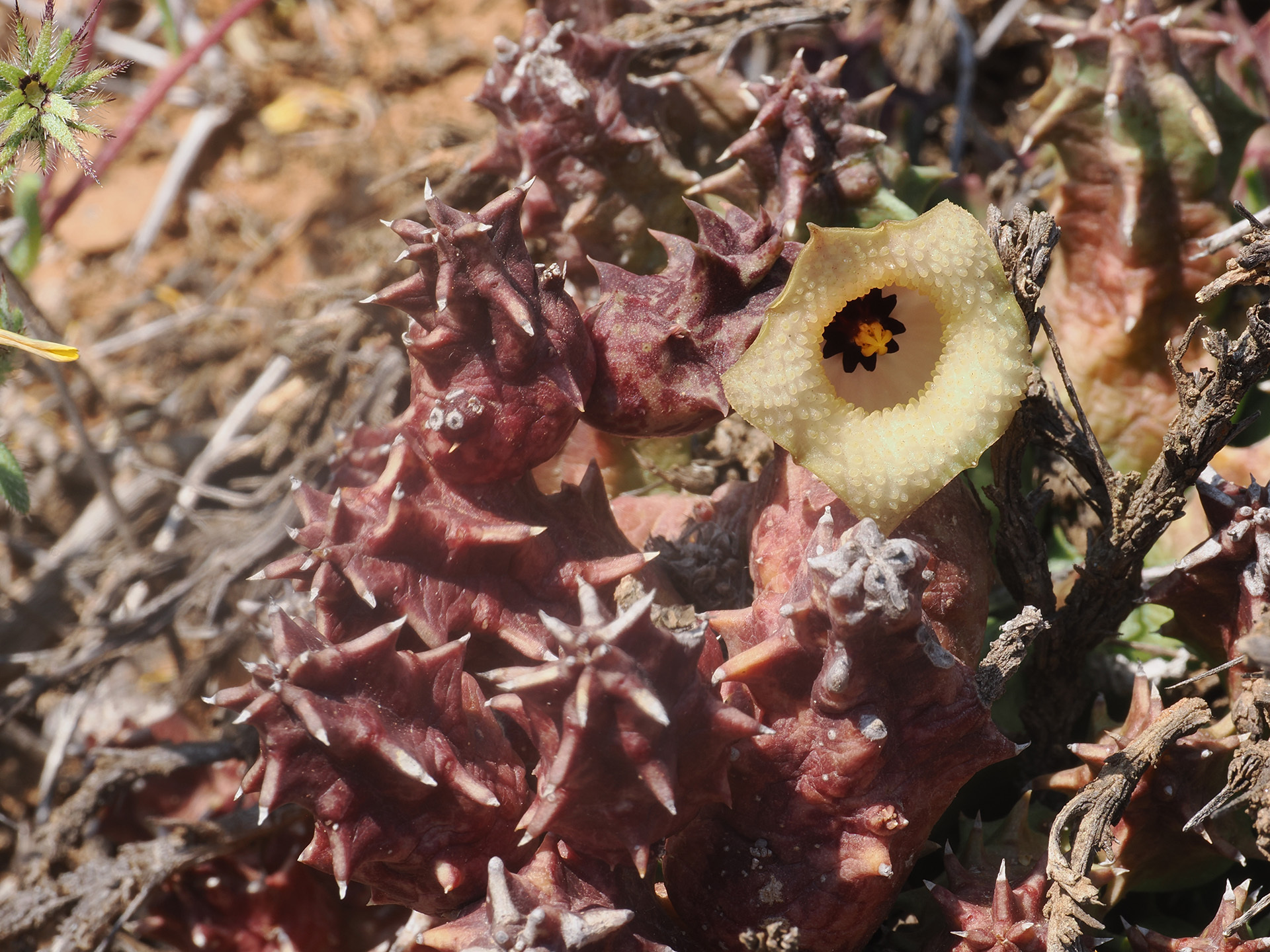 Huernia namaquensis Pillans